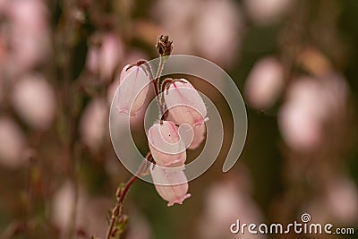 St. Dabeoc’s heath Daboecia cantabrica Irish Princess, sea of veined pink flowers Stock Photo